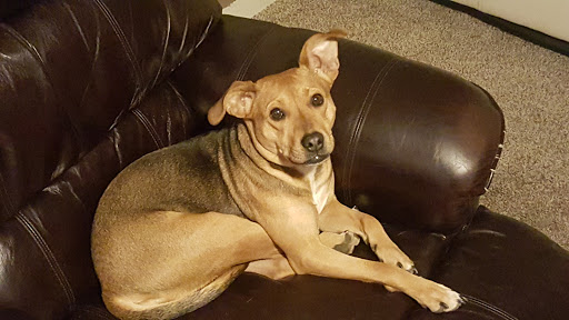 Auto Dent Removal Service «Lights On Dents Out», reviews and photos, 1787 E Kosciusko Dr, Warsaw, IN 46582, USA