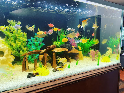 Pet Supply Store «Pet Supermarket, Inc.», reviews and photos, 1052 Peachtree Industrial Blvd, Suwanee, GA 30024, USA