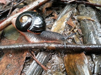 Photos of Wirrawilla Rainforest Walk
