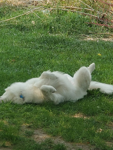 Pet Supply Store «PetSmart», reviews and photos, 7654 Campus View Dr, West Jordan, UT 84084, USA