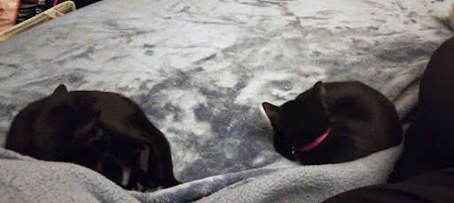 Pet Supply Store «PetSmart», reviews and photos, 3033 NY-50, Saratoga Springs, NY 12866, USA