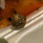 Photo n°2 de l'avis de Desiree.i fait le 06/04/2024 à 20:21 sur le  Huzur Helal Grillhaus à Wiesbaden