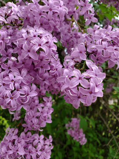 Historical Place Museum «Sanilac County Historic Village & Museum», reviews and photos, 228 South Ridge Street, Port Sanilac, MI 48469, USA