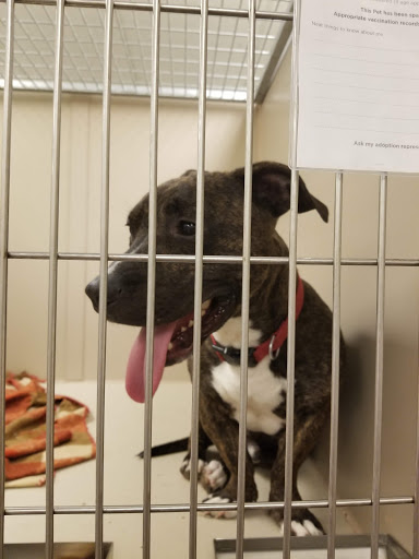 Pet Supply Store «PetSmart», reviews and photos, 1390 N Dupont Hwy, Dover, DE 19901, USA