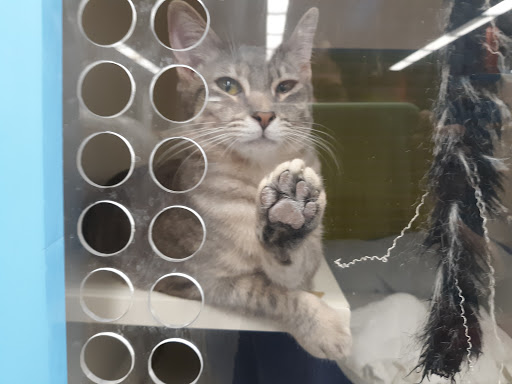 Pet Supply Store «Unleashed by Petco», reviews and photos, 515 El Camino Real #120, Menlo Park, CA 94025, USA