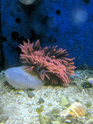 Pet Store «Pet Suppliers», reviews and photos, 2825 E Highland Rd, Highland Charter Twp, MI 48356, USA