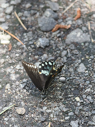 Nature Preserve «Edwin B. Forsythe National Wildlife Refuge- deCamp Wildlife Trail», reviews and photos, 365 Mantoloking Rd, Brick, NJ 08723, USA