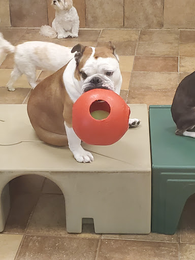 Pet Supply Store «PetSmart», reviews and photos, 6204 W Park Blvd, Plano, TX 75093, USA