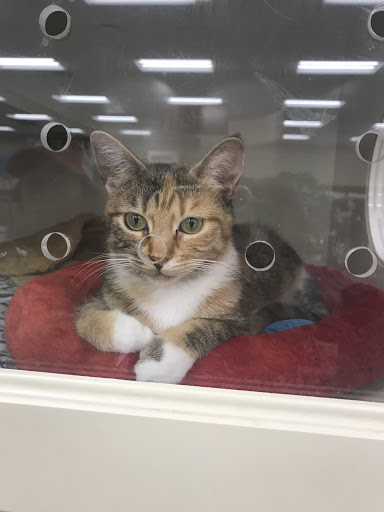 Pet Supply Store «Petco Animal Supplies», reviews and photos, 4950 S 76th St, Greenfield, WI 53220, USA