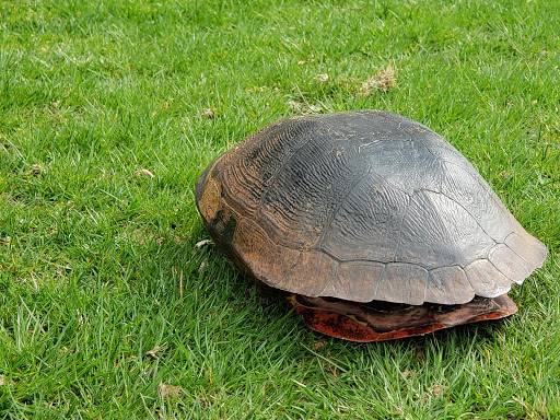 Public Golf Course «Mercer Oaks Golf Course», reviews and photos, 725 Village Rd W, West Windsor Township, NJ 08550, USA