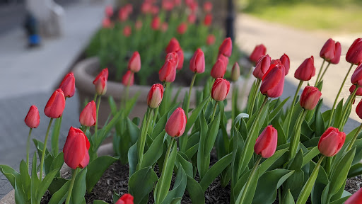 National Park «Georgetown Waterfront Park», reviews and photos, Water St NW, Washington, DC 20007, USA