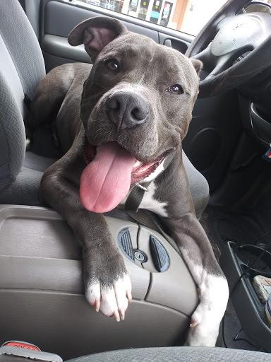 Pet Supply Store «PetSmart», reviews and photos, 11331 Causeway Blvd, Brandon, FL 33511, USA