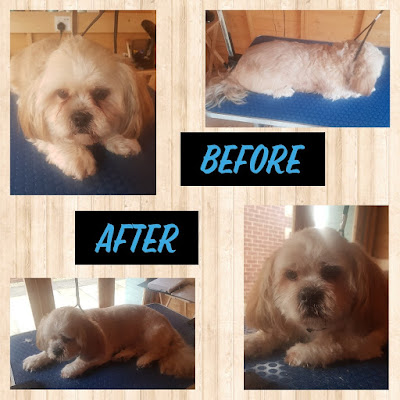 Furry Friendz Grooming, Dog Walking and Pet Sitting