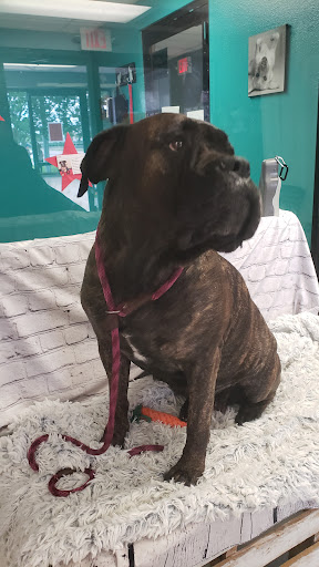 Animal Shelter «SPCA of Brazoria County», reviews and photos