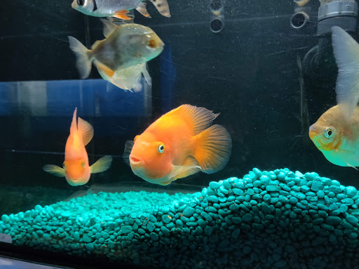 Tropical Fish Store «Petworld», reviews and photos, 2700 Carson St, Haltom City, TX 76117, USA