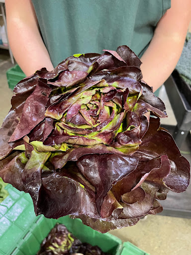 Health Food Store «Harvest Health Foods», reviews and photos, 4150 32nd Ave, Hudsonville, MI 49426, USA