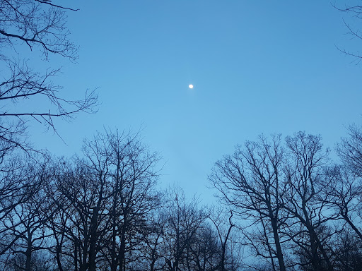 Nature Preserve «Sidney Yates Flatwoods», reviews and photos, N Caldwell Ave, Chicago, IL 60646, USA