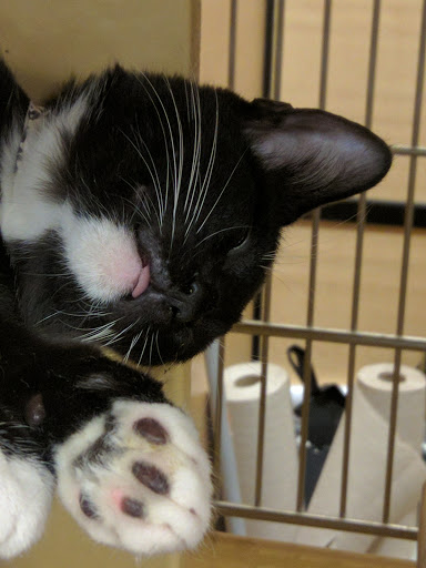 Pet Supply Store «PetSmart», reviews and photos, 1225 Industrial Rd, San Carlos, CA 94070, USA