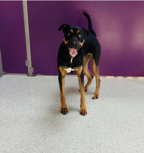 Happy Hound Play & Daycare, Inc. image