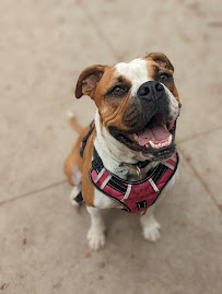 Bark City Sitting LLC - Photo 6 - Car repair in , Mission Viejo