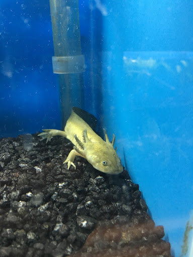 Tropical Fish Store «World Of Pets Inc», reviews and photos, 7199 Turfway Rd #2, Florence, KY 41042, USA