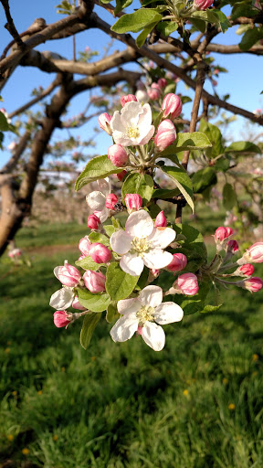 Winery «Apple Barn Orchard & Winery», reviews and photos, W6384 Sugar Creek Rd, Elkhorn, WI 53121, USA