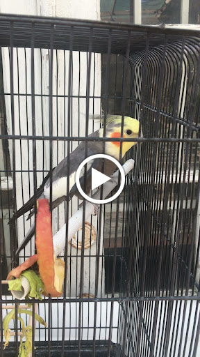 Plant Nursery «Bonita Nursery & Florists», reviews and photos, 3510 Santa Fe Ave, Long Beach, CA 90810, USA