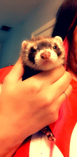 Pet Supply Store «Petco Animal Supplies», reviews and photos, 280 Kensington Blvd, Slidell, LA 70458, USA