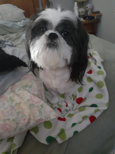 Pet Groomer «Dog House Grooming Shop», reviews and photos, 103 Mohawk Dr, Portsmouth, VA 23701, USA