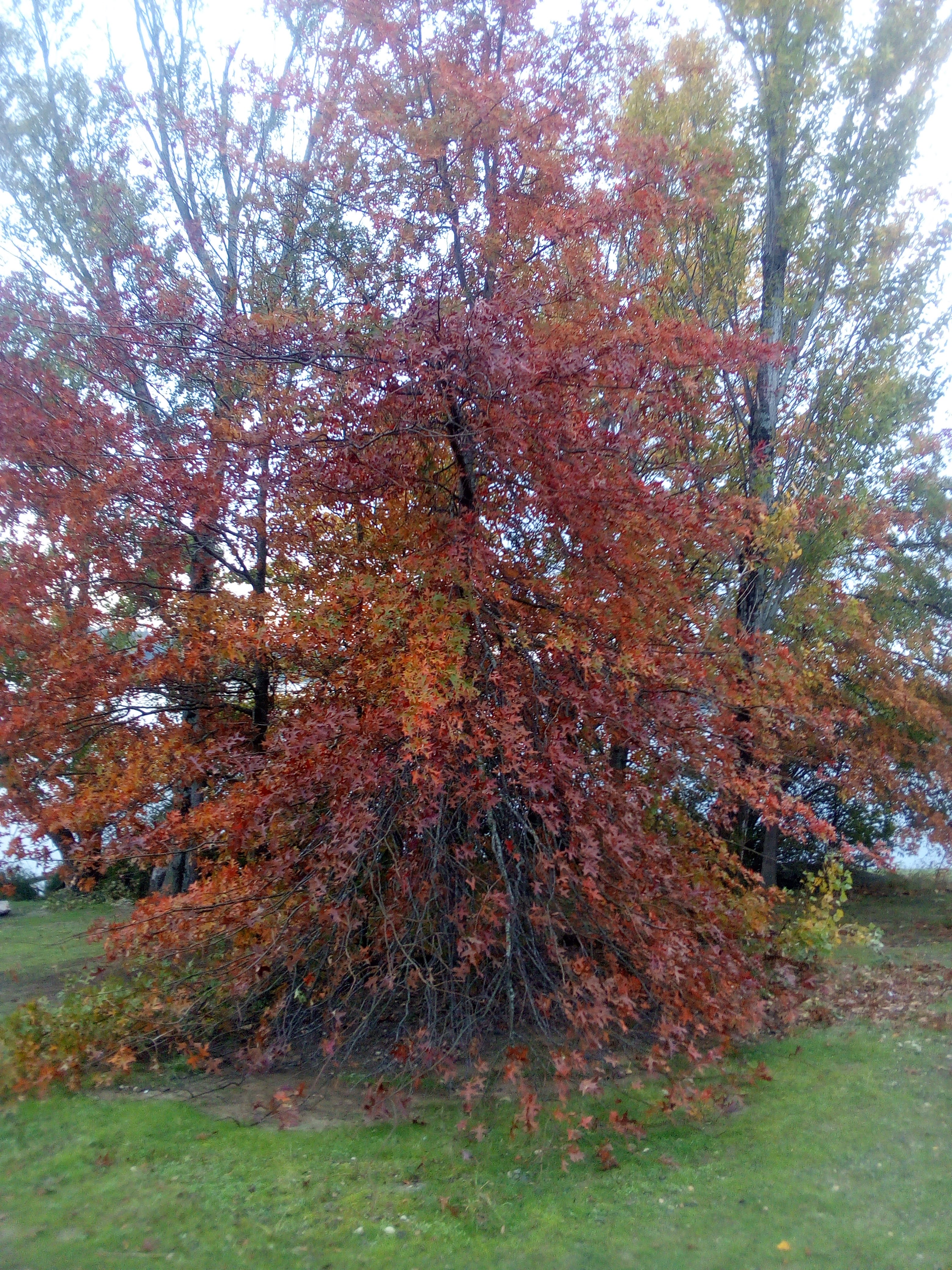 Photo n° 2 de l'avis de Pascale.o fait le 27/12/2020 à 20:06