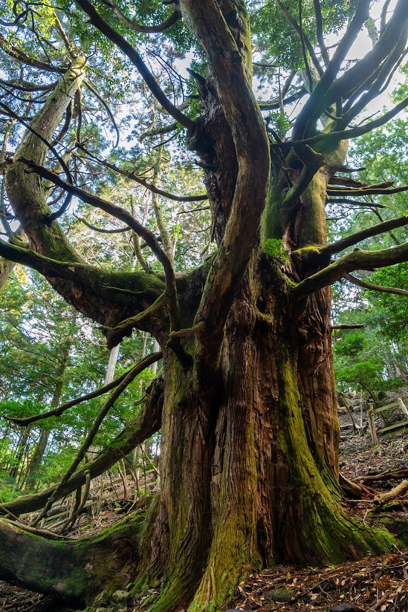 大沢のスギ 大阪府島本町大沢 観光名所 観光名所 グルコミ