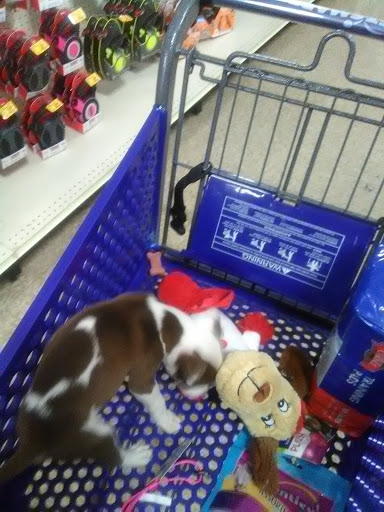 Pet Supply Store «PetSmart», reviews and photos, 1241 Point Mallard Pkwy, Decatur, AL 35601, USA