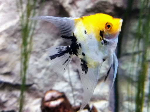 Aquarium «Via Aquarium», reviews and photos, 93 W Campbell Rd, Schenectady, NY 12306, USA