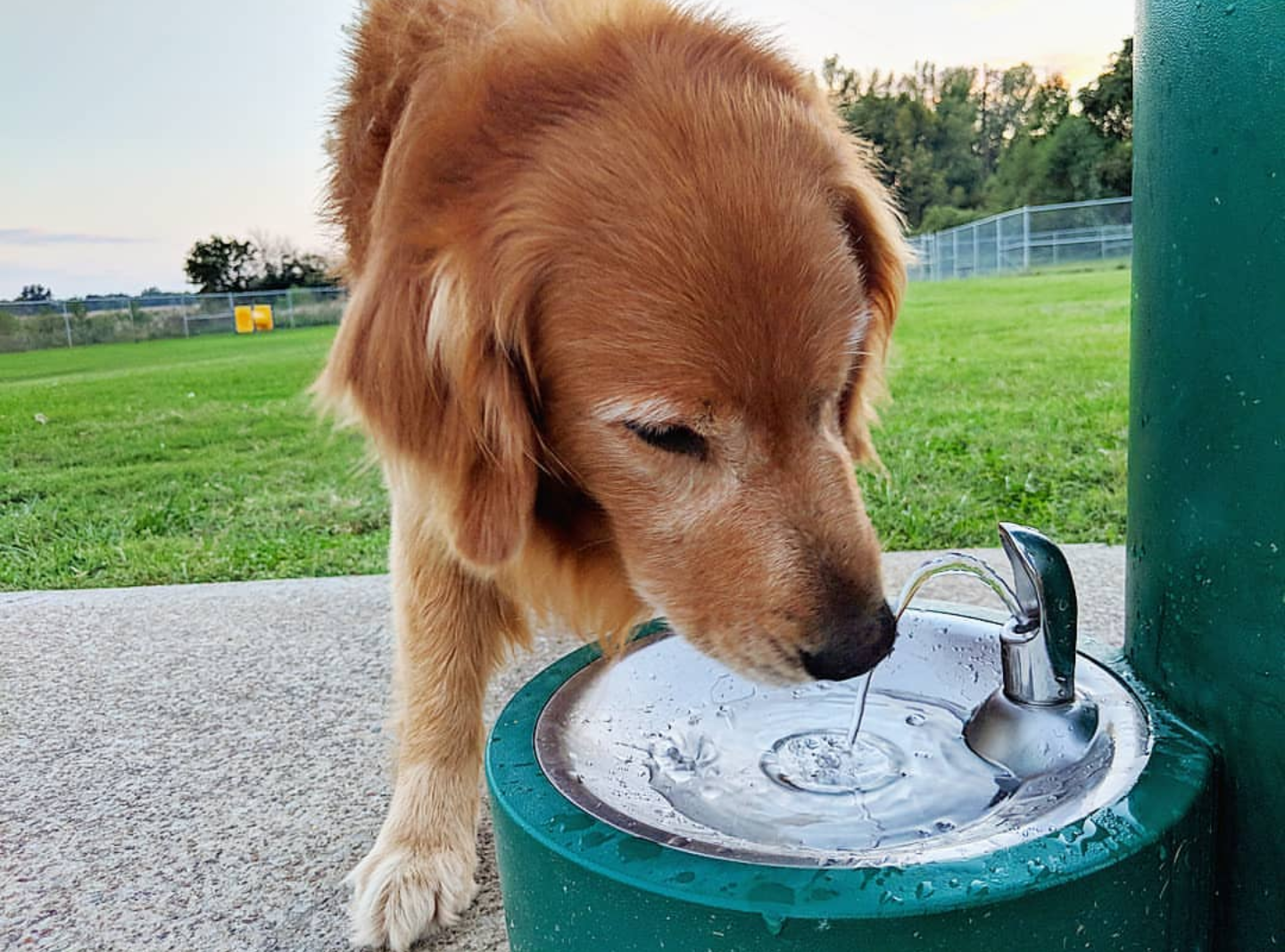 Community Bark Park