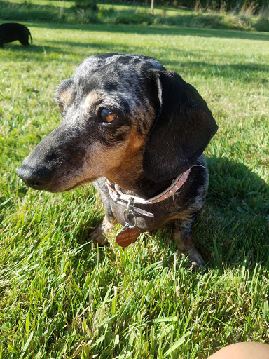 Park «Pioneer Park», reviews and photos, 14545 NW Pioneer Rd, Beaverton, OR 97006, USA