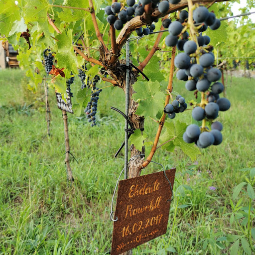 Vintage Winery Stuttgart Patenschafts Weinberg