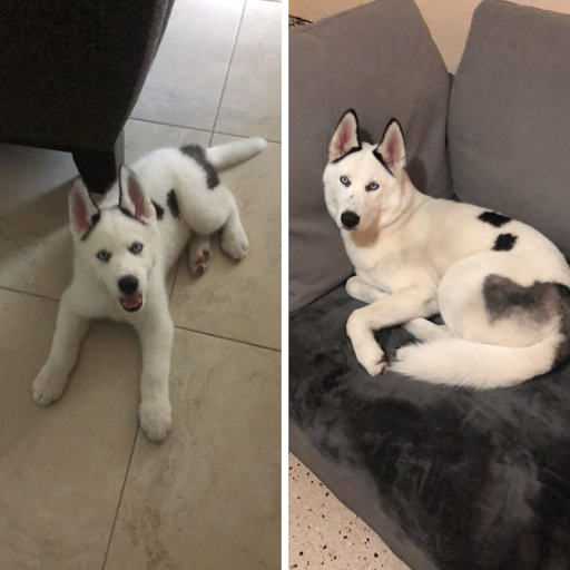 Pet Store «Petland of Plantation», reviews and photos, 801 S University Dr, Plantation, FL 33324, USA