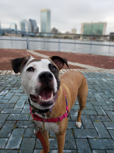 Tourist Attraction «Southbank Riverwalk», reviews and photos, 1001 Museum Cir, Jacksonville, FL 32202, USA