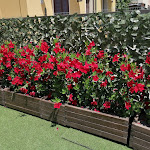 Photo n°18 de l'avis de Marilena. fait le 08/07/2023 à 20:28 sur le  Hotel Lido à Misano Adriatico