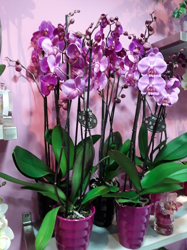 Imagen de Flors Eugenia (12 de 20)