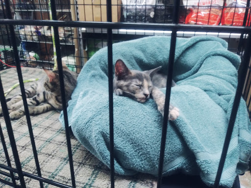 Pet Groomer «The Wagging Tail Pet Nutrition Center», reviews and photos, 337 U.S. 9, Cape May, NJ 08204, USA