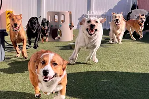 Happy Dog Pet Resort image