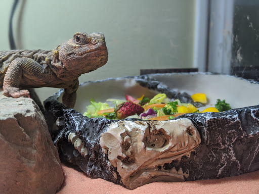Got Reptiles