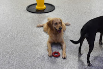 Safari Pet Resort - Photo 9 - Car repair in Murfreesboro, TN, Murfreesboro