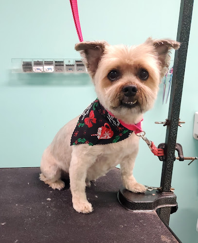 Pawsitively naturals dog spa and grooming