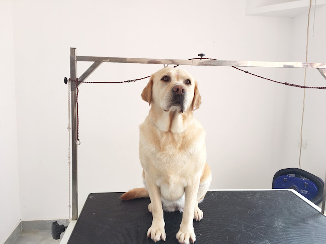 Opinii despre Salon canin Zoom’N Groom în <nil> - Veterinar