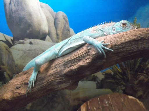 Pet Supply Store «Over Bridge Pet Supplies», reviews and photos, 24 Seneca St, Hornell, NY 14843, USA