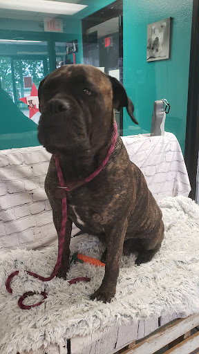 Animal Shelter «SPCA of Brazoria County», reviews and photos