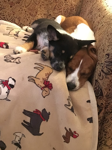 Pet Store «The Pet Zone», reviews and photos, 2001 South Rd, Poughkeepsie, NY 12601, USA