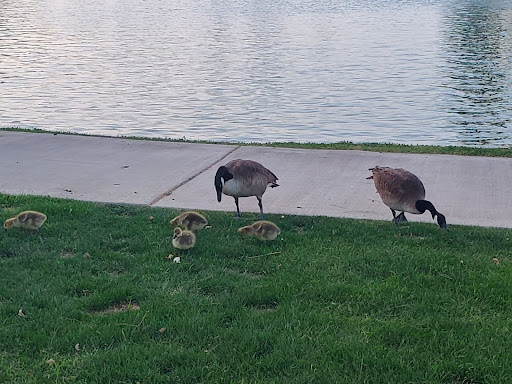 Coffee Shop «Coffee Rush», reviews and photos, 1949 W Ray Rd #40, Chandler, AZ 85224, USA